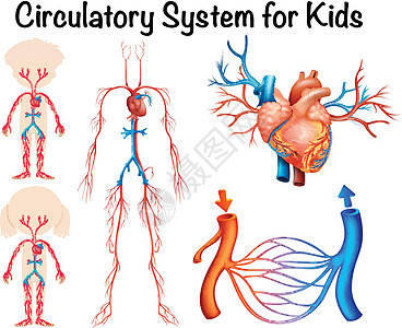 儿童循环系统图片