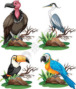 四种不同的野鸟图片