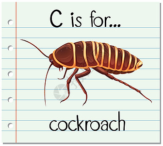 抽认卡字母 C 代表蟑螂绘画艺术拼写教育性害虫幼儿园闪光纸板教育阅读图片