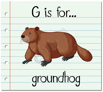 抽认卡字母 G 代表 groundho写作字体海狸绘画哺乳动物拼写生物刻字动物土拨鼠图片