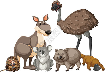 来自澳大利亚的野生动物鸭嘴兽剪裁插图情调绘画艺术食蚁兽生物动物考拉图片