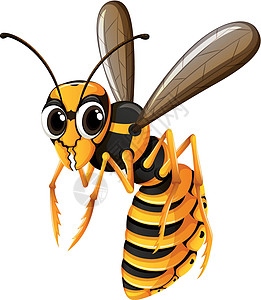 黄蜂在白色背景上飞行图片