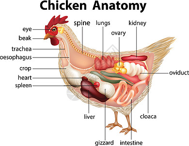 显示小鸡解剖结构的图表图片