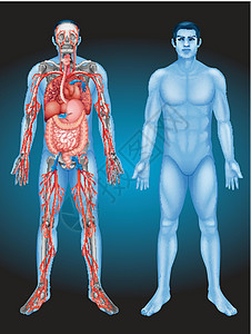 不同器官的人体解剖学图片