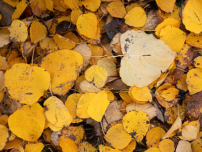 秋天橙色黄色杨树叶在地上 金碧玺图片