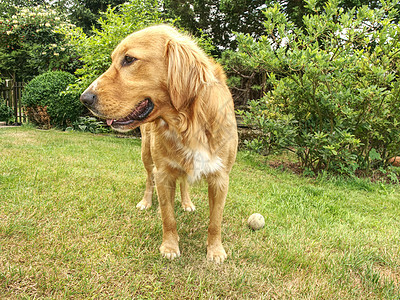 金色的寻金狗是非常聪明的狗 忠诚和友好图片