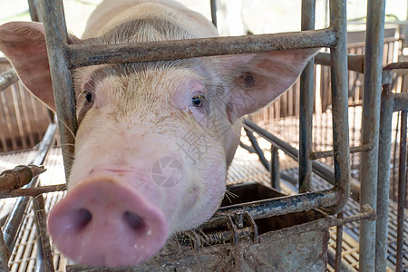 农场的饲养猪正在等待食物 选择性焦点柔软地集中着重点小猪猪圈团体家畜动物生活配种婴儿哺乳动物农庄背景图片