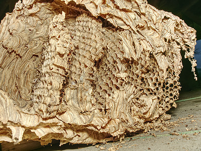 被遗弃的黄蜂大家庭大巢建筑学殖民地疼痛六边形野生动物蜜蜂分庭化合物蜂巢蜂蜜图片