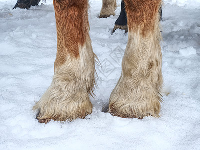 马蹄在雪中 在冬天的草地上图片