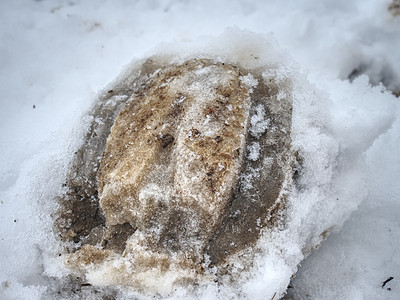 冬季田的马腿指纹免费运行牧场降雪打印哺乳动物蹄子生活故事赤脚荒野力量图片