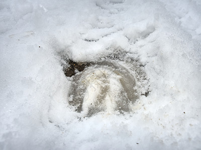 冬季田的马腿指纹免费运行降雪赤脚马术农家力量雪堆工作打印牧场荒野图片