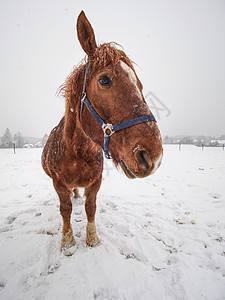 站在雪雪暴中马的近视角身体条件季节鼻子头发天气环境运动低温蓝色图片