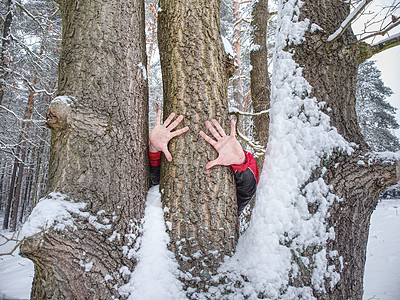 雄性手握树干树皮 粗糙的树皮加上雪公园树林乐趣雪堆外套木头保暖森林天气桦木图片