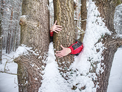 雄性手握树干树皮 粗糙的树皮加上雪沉淀雪堆桦木乐趣森林天气树林外套公园季节图片