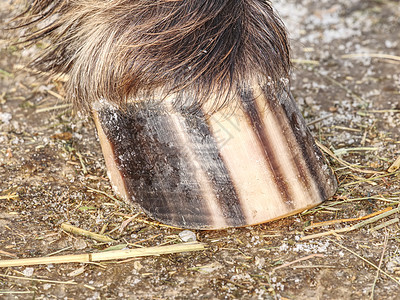 有条纹马蹄的地底细图 用氯拉丁语绘制色条纹运动农场马术农村灰尘马蹄铁场地哺乳动物地面展示图片