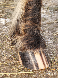脱下棕色圆点小马的蹄子 条纹的细节图片