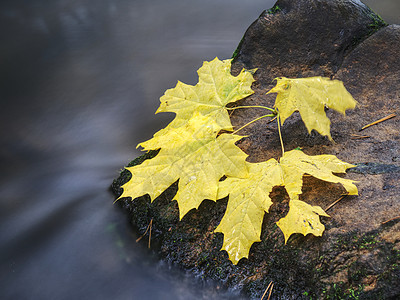 河水中的落叶和石块 秋色阳光下雨橙色巨石荒野苔藓植物游泳反射急流图片
