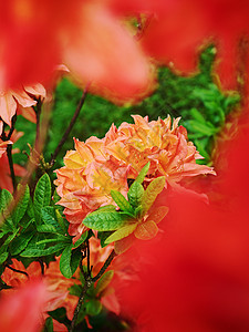 盛开的花朵脆弱性植物橙子生长花瓣情调植被野花花园叶子图片