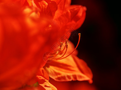 红色橙色杜鹃花花 布什 有花粉的雄蕊 橙红色杜鹃花野生开花 浅景深 惊人的春天在庭院里园艺花园生长脆弱性植物学花瓣灌木植被材料异图片