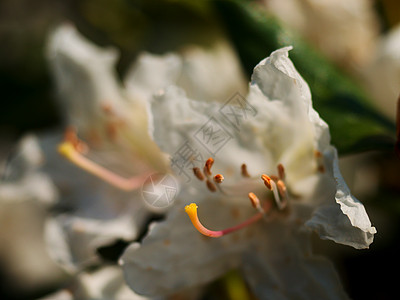 白雪花芽背景绿树叶 白色花瓣坡度园艺叶子花粉植物学绿色植物植物生长灌木植物群图片