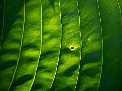 主办方计划叶形图示 红色树叶 黑绿色的叶子花瓣植物学边框植物芭蕉成长园艺标准花园车前子图片