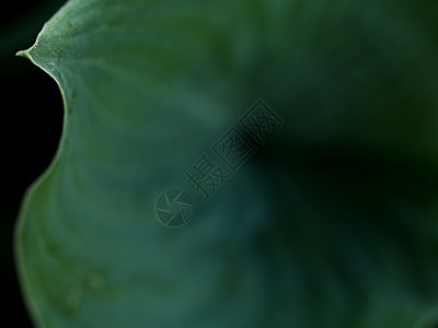 大型叶草大植物 带刺和青光度的丰田巨型叶叶子旅游玉簪木头植物学花园植被植物群种植园绿色植物游客图片