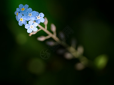 别忘了我 夏花园的温柔蓝色花朵 蓝色的小花朵花束果园季节团体森林生长场地卡片花园野花背景图片