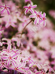 乡村花园的紫白花朵 克里普·弗罗克斯花棚图片