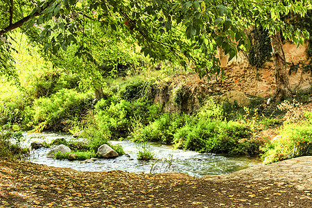 切尔瓦河边的叶林植物群叶子荒野丛林植被绿色植物木头场地环境季节图片