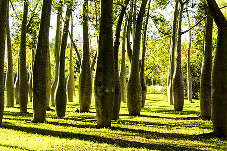 西班牙巴伦西亚森林环境花园植物群木头热带脊柱公园美丽异国荒野图片