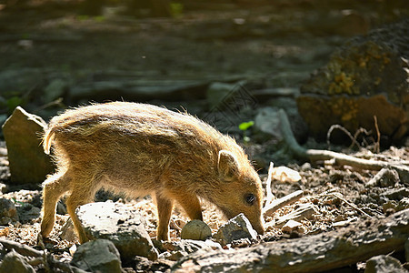 森林里的小野生小猪 野生动物 天然的多彩背景哺乳动物公猪后裔环境头发动物毛皮幼兽婴儿小猪图片