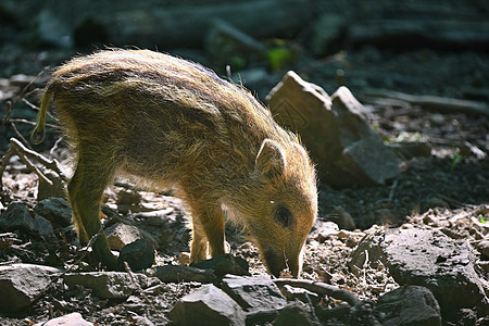 森林里的小野生小猪 野生动物 天然的多彩背景森林幼兽野猪鼻子尾巴婴儿条纹小猪哺乳动物公园图片