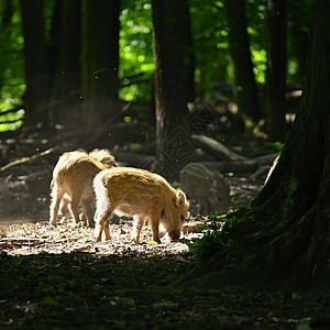 森林里的小野生小猪 野生动物 天然的多彩背景公猪荒野条纹鼻子公园后代野猪环境动物后裔图片