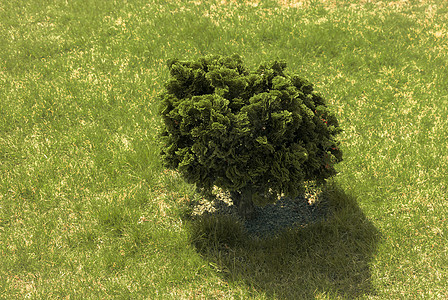 青绿树自然生长树苗植物植物群森林环境叶子生活绿色植物学季节图片