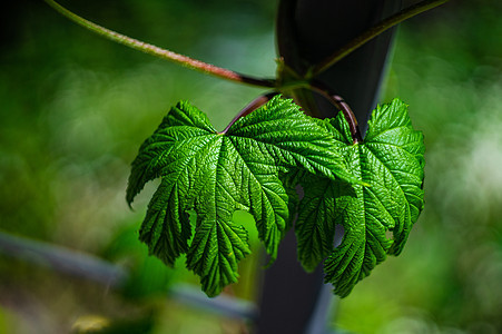 葡萄树叶作为夏季背景绿色植物背景图片