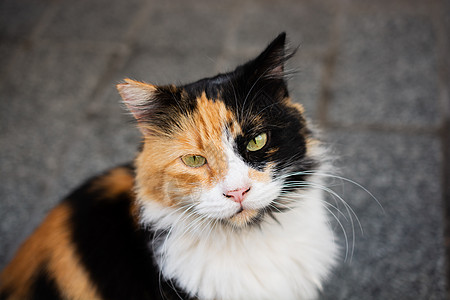 像家畜一样 长得可爱漂亮的猫的肖像小猫卡片猫咪眼睛动物头发食肉工作室怜悯存活图片