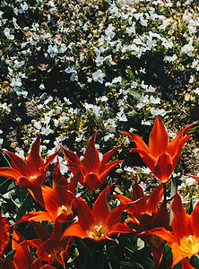 春天盛开的郁金香花作为花卉背景庭园公园场地季节花朵叶子花园花瓣植物群植物图片