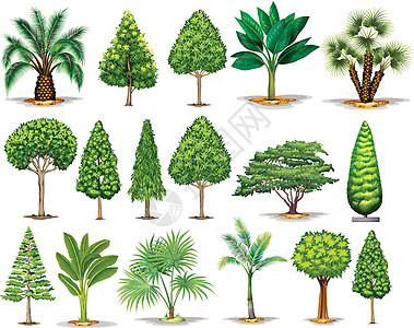 不同类型的绿树图片