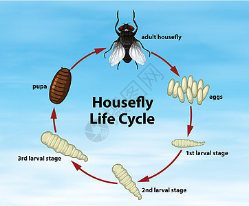 科学家蝇生命周期图片