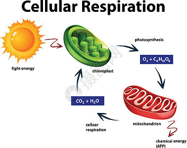 显示细胞呼吸的图表图片