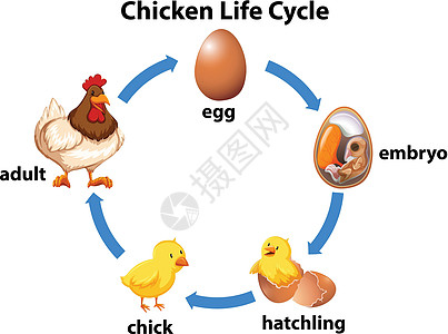 科普鸡的生命周期家禽动物小鸡夹子艺术母鸡孵化胚胎成人婴儿图片
