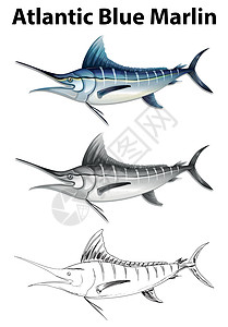 大西洋蓝marli的三种画法图片