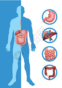 显示不同器官的人体解剖学图片