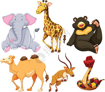 六种不同类型的野生动物图片
