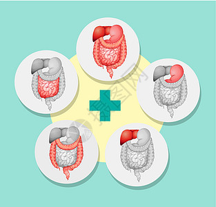 显示人体不同器官的图表图片