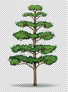 透明背景上的大树热带夹子小路植物剪裁叶子园艺棕色插图绘画图片
