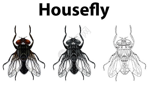 housefl 的涂鸦动物背景图片