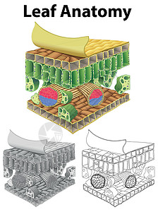 在三个草图中显示叶子解剖结构的图表图片