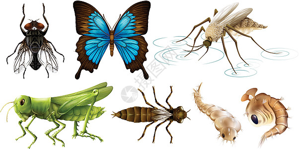 不同种类的昆虫漏洞团体哺乳动物热带生物绘画艺术野生动物异国蝴蝶图片