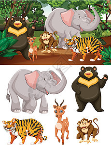 森林中的野生动物夹子丛林热带森林插图哺乳动物绘画情调艺术动物图片